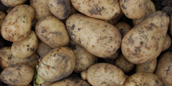 В Краснодарский край из Египта пытались ввезти 27,5 т картофеля с гусеницами