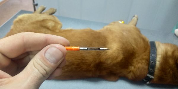 В Новороссийске собаку подстрелили дротиком с редким лекарством, она умерла