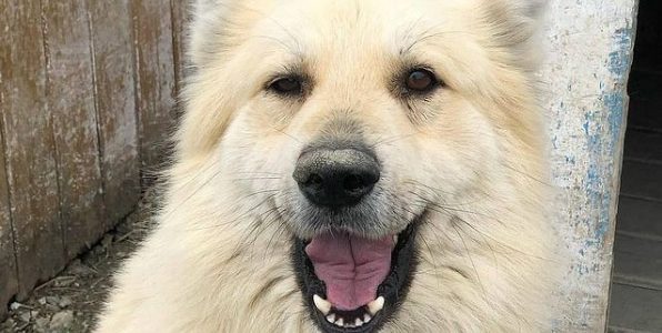 В Новороссийске с 30 апреля начнется отлов собак по заявкам