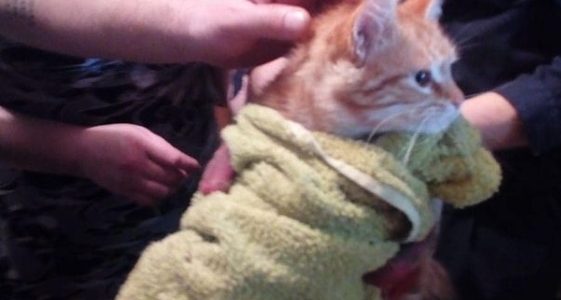 В Новороссийске кот застрял в ливневке и просидел там пять дней