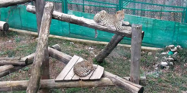 В Сочи спарились два леопарда, их потомство выпустят в дикую природу