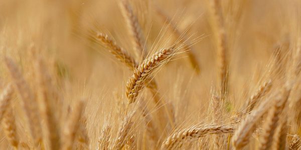 СМИ: крупные экспортеры из-за пошлины приостановили закупку российской пшеницы