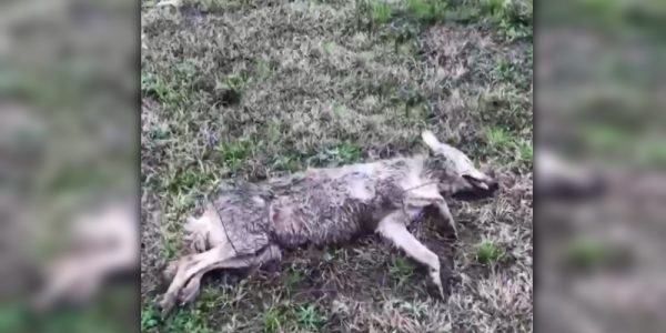На Кубани в лесу нашли несколько застреленных волков и лис