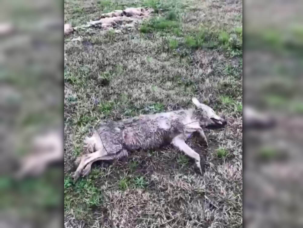 На Кубани в лесу нашли несколько застреленных волков и лис