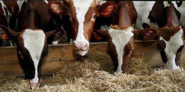 Карантин из-за лейкоза скота ввели на территории шести хозяйств в Северском районе