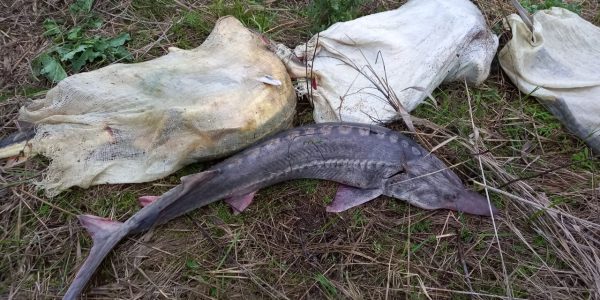 На Кубани браконьер в Керченском проливе выловил осетров на 2,2 млн рублей