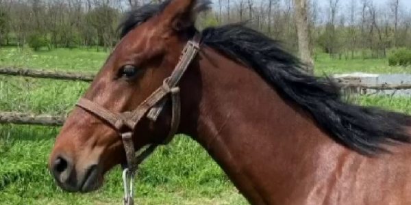 У семьи из Крымского района украли пять породистых лошадей — «Факты 24»