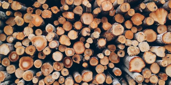 В Геленджике двое мужчин нелегально нарубили дров в парке почти на 1 млн рублей