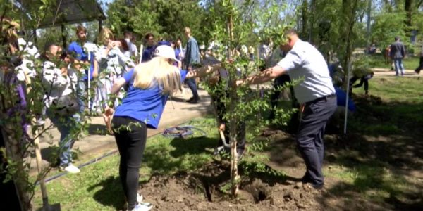 В Белореченском районе специалисты «ЕвроХим — БМУ» и волонтеры высадили 30 берез