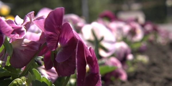 Краснодар к лету украсят 400 тыс. цветов