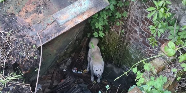 На Кубани собака провалилась в старый колодец и провела там трое суток