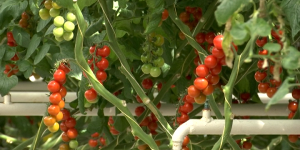 На Кубани с начала года собрали более 24 тыс. тонн тепличных овощей