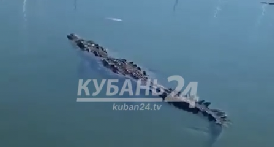 В сети появился фейк про плавающего у морского порта Сочи крокодила