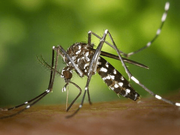 В Роспотребнадзоре напомнили, как защищаться от комаров