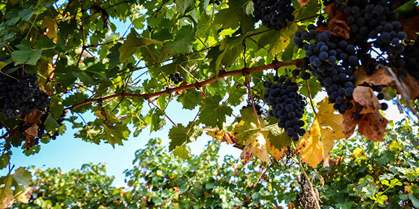 Минсельхоз: обновленный закон введет в оборот новые виноградопригодные земли