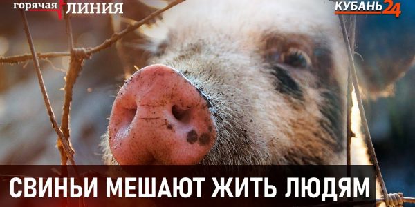 Свиньи мешают жить людям в Ильском | Горячая линия