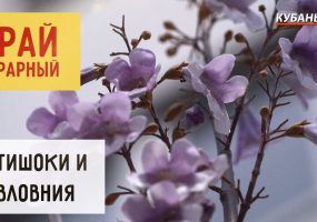 Артишоки и павловния | Край аграрный