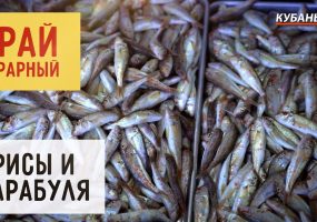 Ирисы и барабуля | Край аграрный