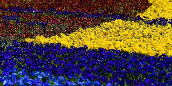 В парке «Краснодар» исчезнет цветочная картина «Побеждающее красное»