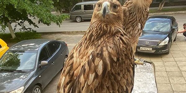 В Анапе полицейские изъяли у уличных фотографов двух краснокнижных птиц