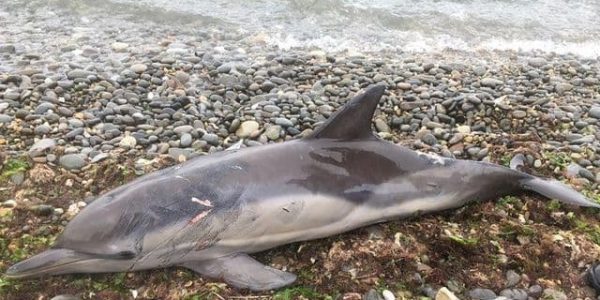 На пляже в Новороссийске нашли умирающего дельфина