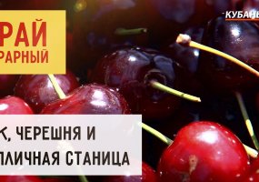 Лук, черешня и тепличная станица | Край аграрный