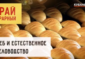 Хлеб и естественное пчеловодство | Край аграрный