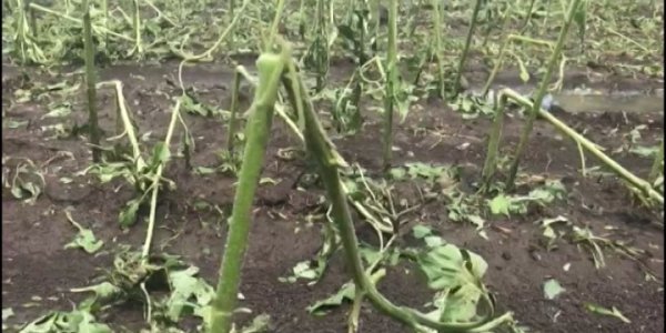 В Павловском районе из-за непогоды повреждены около 5 тыс. га посевов