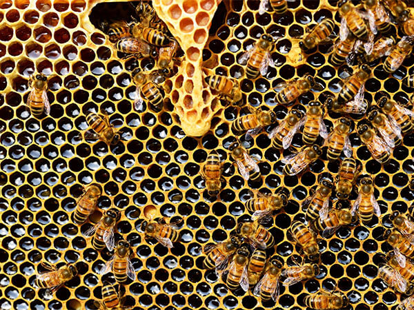 В Гулькевичском районе произошла массовая гибель пчел