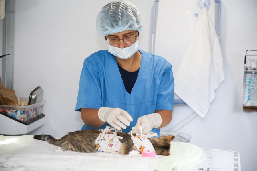 Ветмобиль «Поводог» бесплатно стерилизовал более 600 животных на Кубани