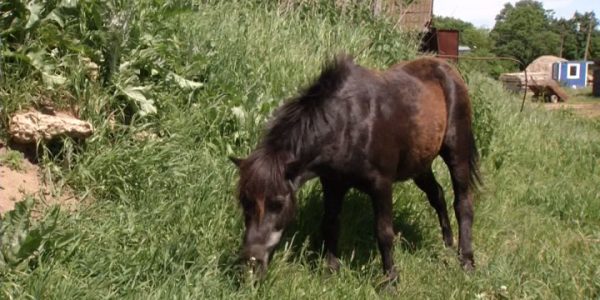 Заводчикам из Крымского района удалось найти трех из пяти похищенных лошадей