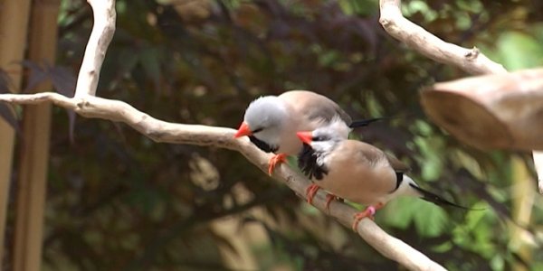 Орнитолог Коблик дал советы, что делать с выпавшими из гнезда птенцами