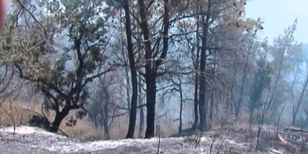 Виновники лесного пожара в Небуге заплатят почти 900 тыс. рублей