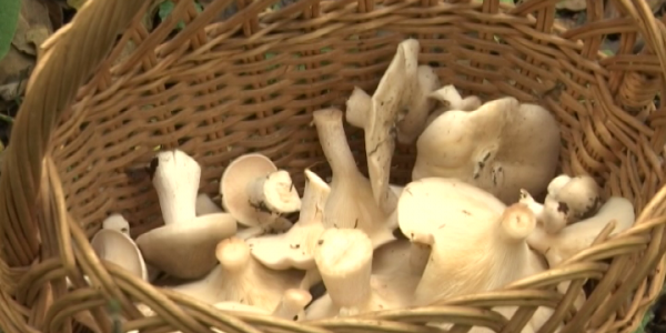 Роспотребнадзор: не покупайте грибы у случайных лиц, в местах стихийной торговли