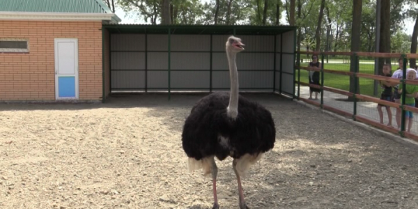 В Северный парк Славянска-на-Кубани поселили страуса