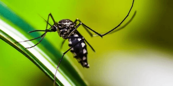 Токсиколог рассказал, как спасаться от комаров без вреда для здоровья