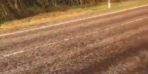 На Кубани жители сняли на видео дорогу, ставшую «рыжей» из-за саранчи