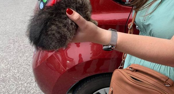 В Новороссийске спасатели с помощью специнструмента вызволили котенка из машины