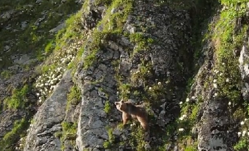 В горах Сочи на камеру квадрокоптера попала медведица с медвежонком. Видео