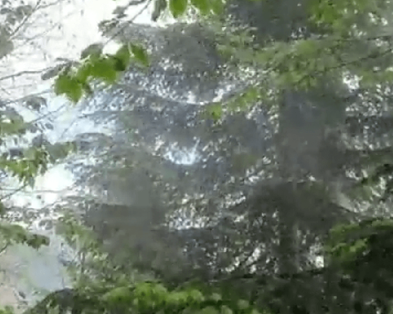 В Сочинском нацпарке опровергли появление нового вредителя, пожирающего леса