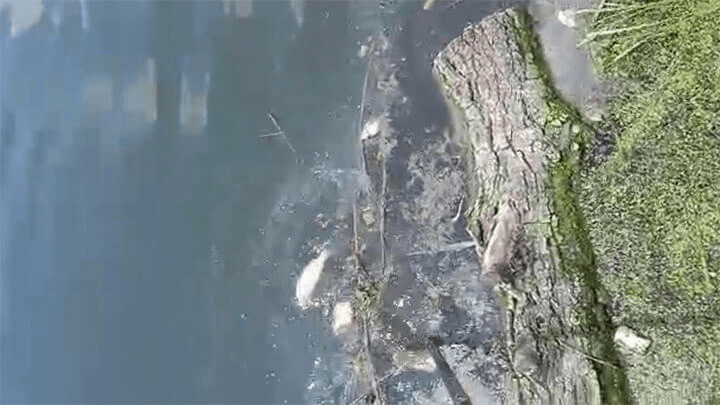 Мэрия Краснодара: рыба начала гибнуть в Карасуне еще до обработки от комаров