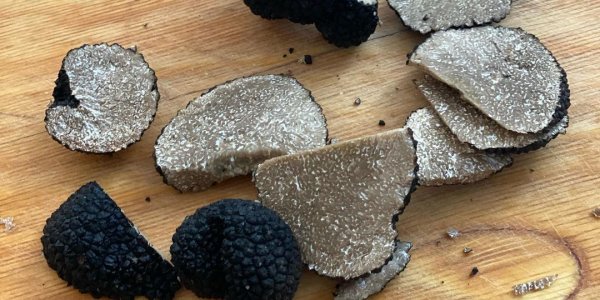 В лесах Сочи нашли дорогой деликатесный гриб — трюфель
