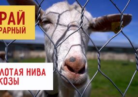 «Золотая Нива» и козы | Край аграрный
