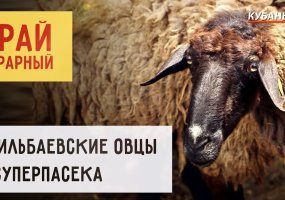 Край аграрный | Эдильбаевские овцы и суперпасека