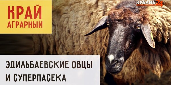 Край аграрный | Эдильбаевские овцы и суперпасека