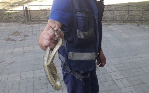В Новороссийске любопытная змея напугала посетителей офиса