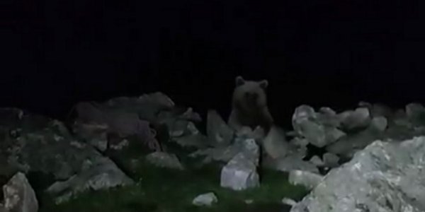 Кубанские туристы всю ночь отгоняли медведя от палаток. Видео