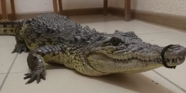 В Анапе у пляжного фотографа изъяли крокодила
