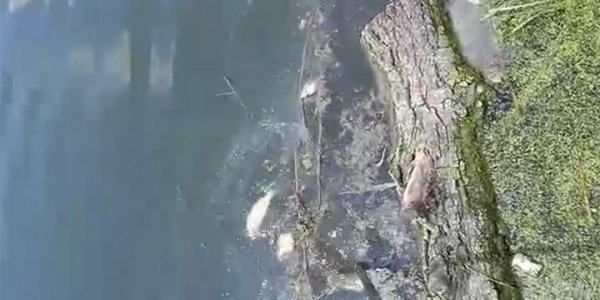 В Краснодаре в озере Карасун массово гибнет рыба
