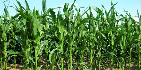 На Кубани начались испытания инновационных биопрепаратов для сельского хозяйства